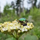 Käfer auf Motivsuche