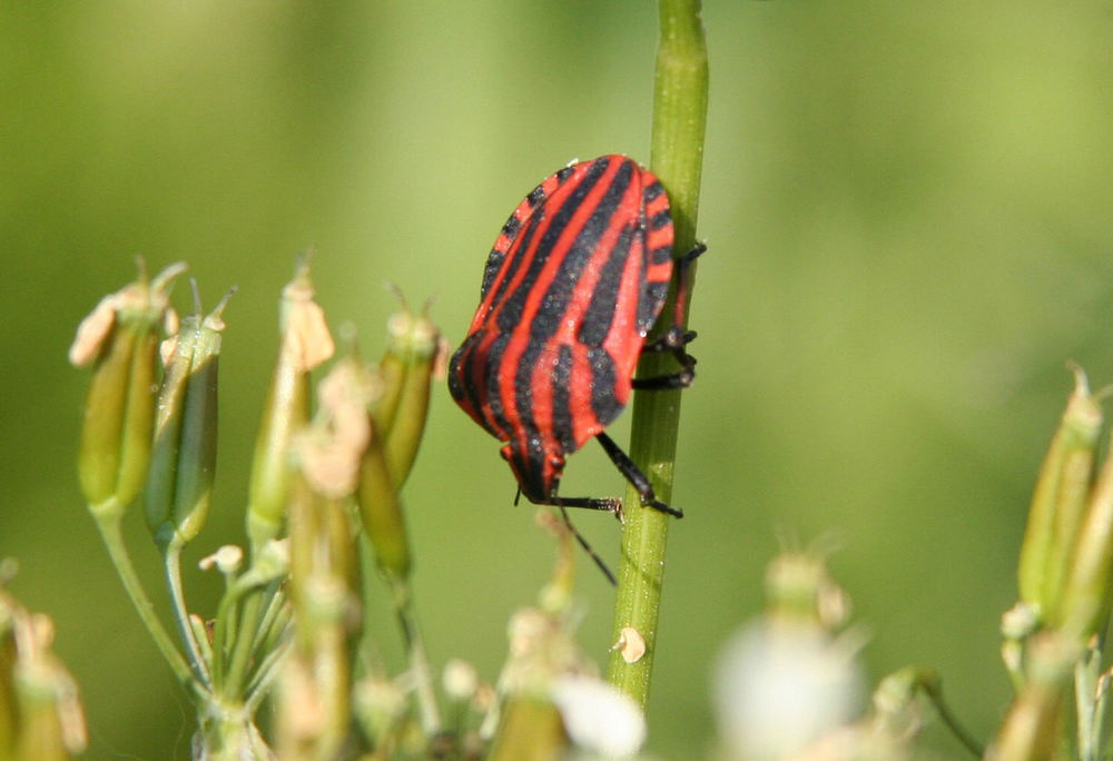 Käfer auf Nahrungssuche