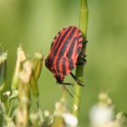 Käfer auf Nahrungssuche