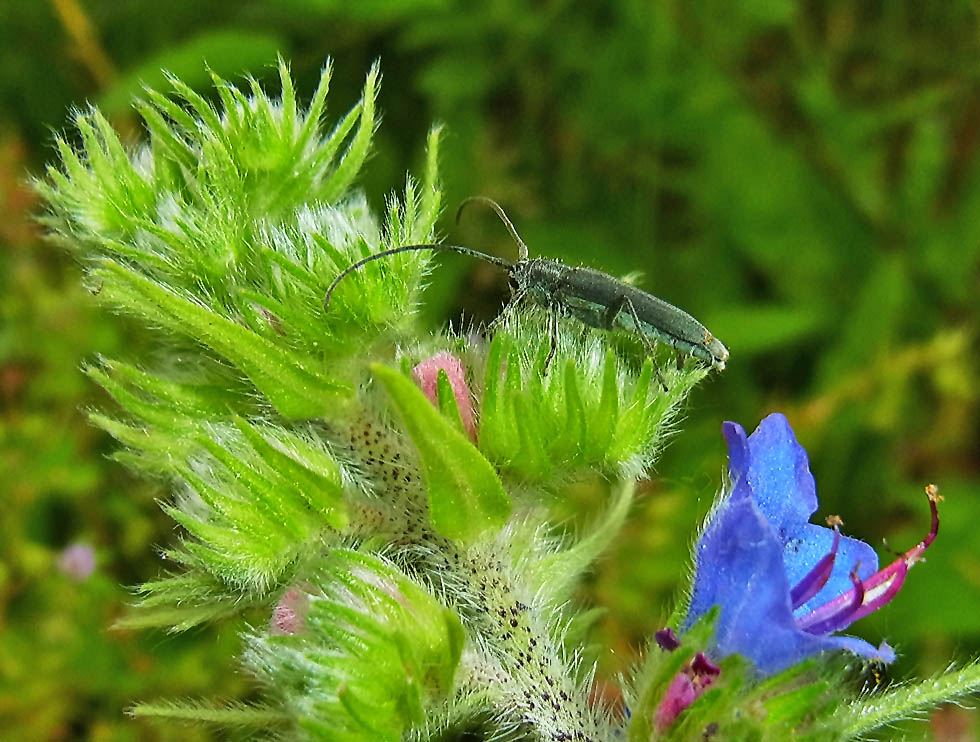 Käfer auf Natternkopf