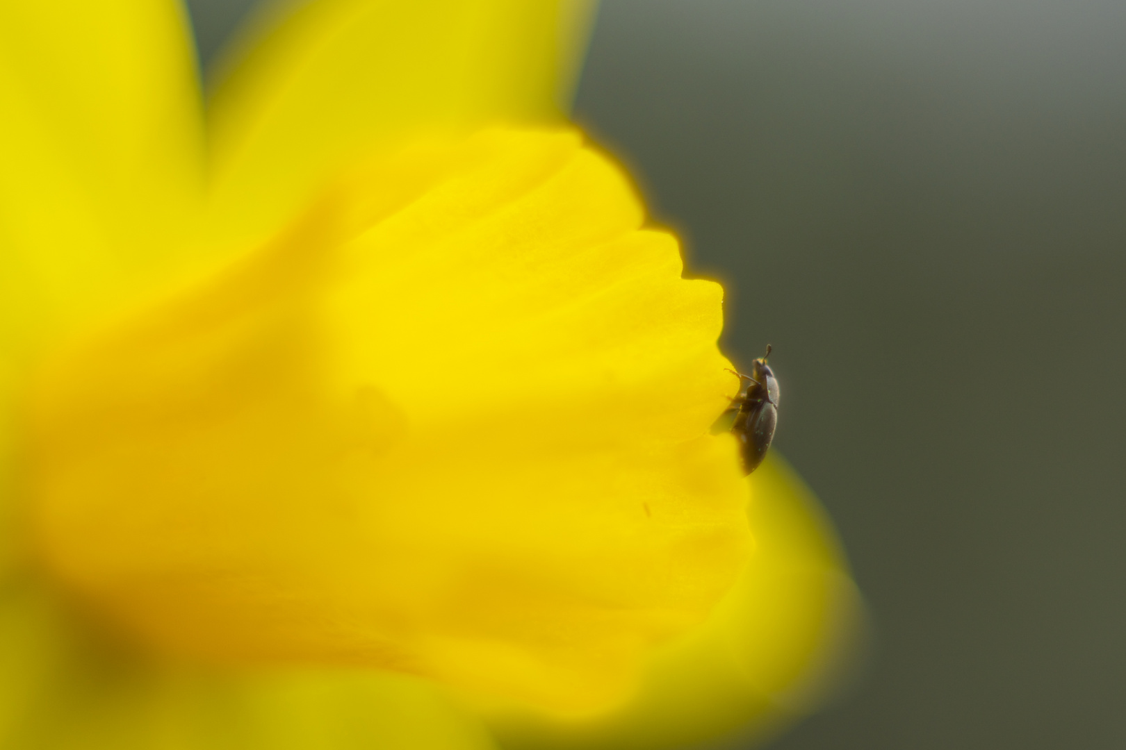 Käfer auf Osterglocke