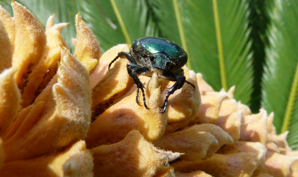 KÄFER AUF PALMENFRUCHT