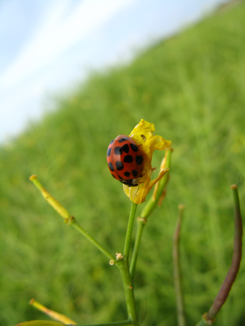 Käfer auf Raps