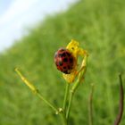 Käfer auf Raps