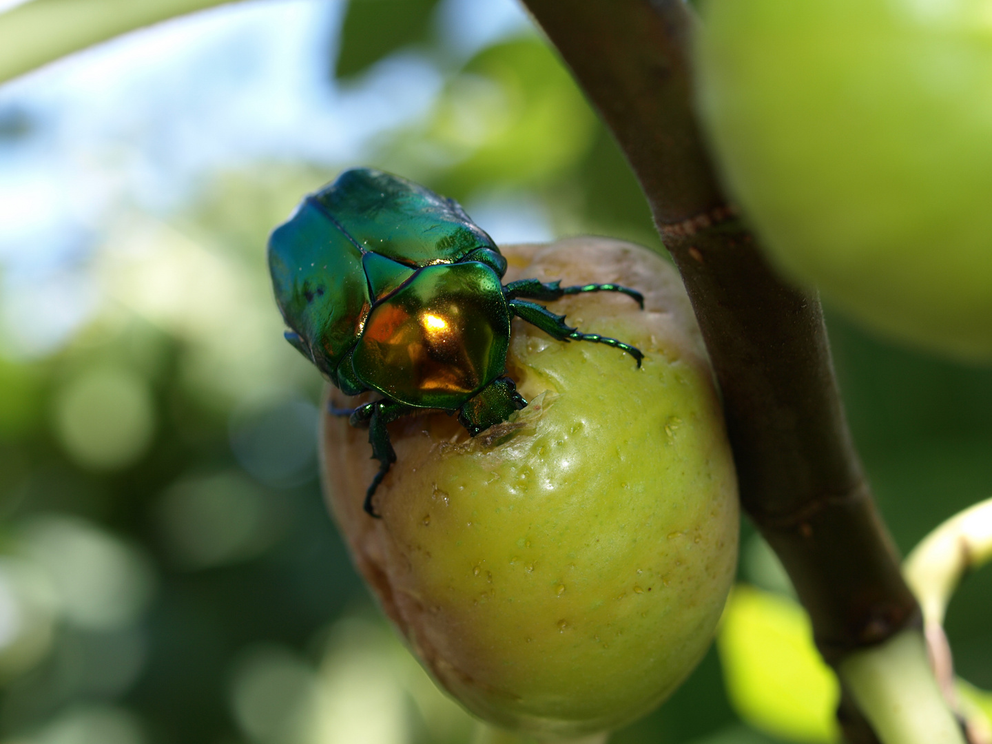 Käfer auf reifer Feige