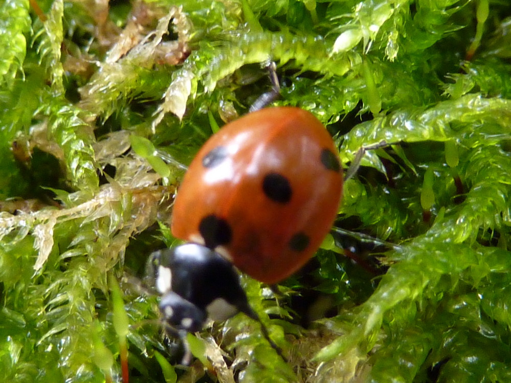 Käfer auf Reisen