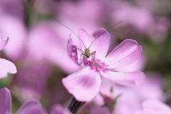 Käfer auf Rosa Blüte