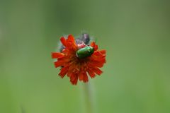 Käfer auf Rotem Habichtskraut