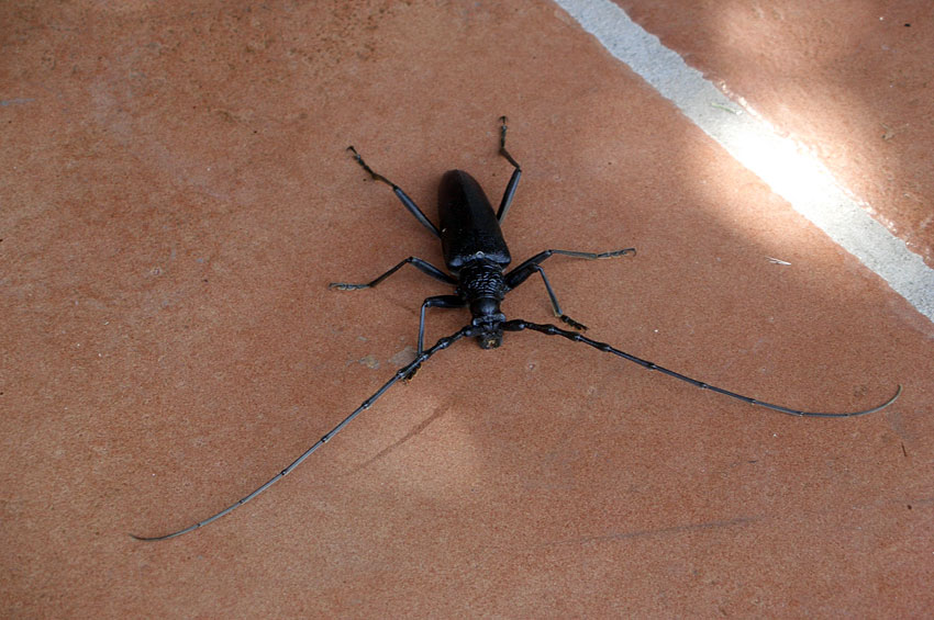 Käfer auf Sardinien