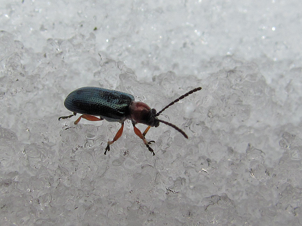 Käfer auf Schnee