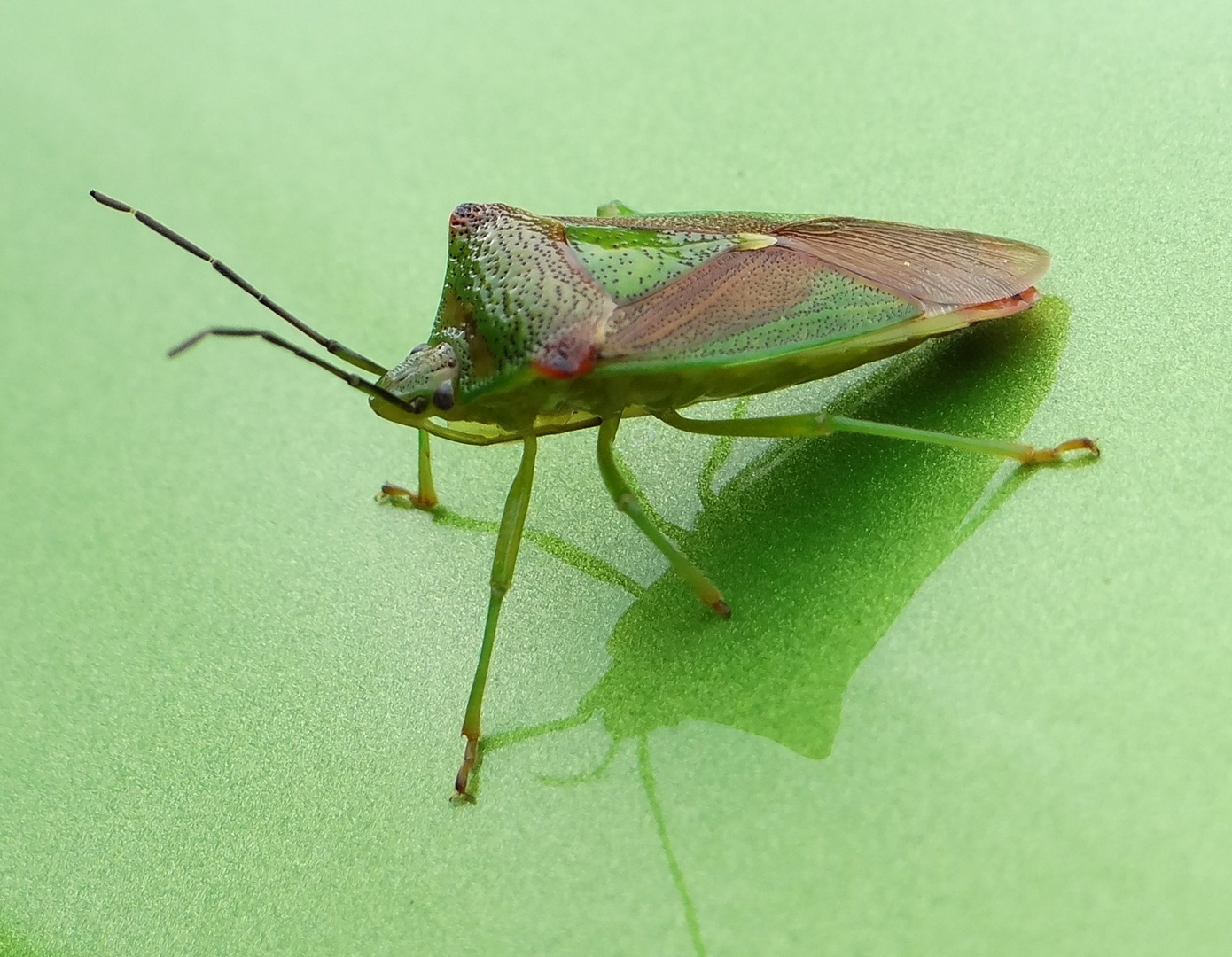 Käfer auf Scirocco