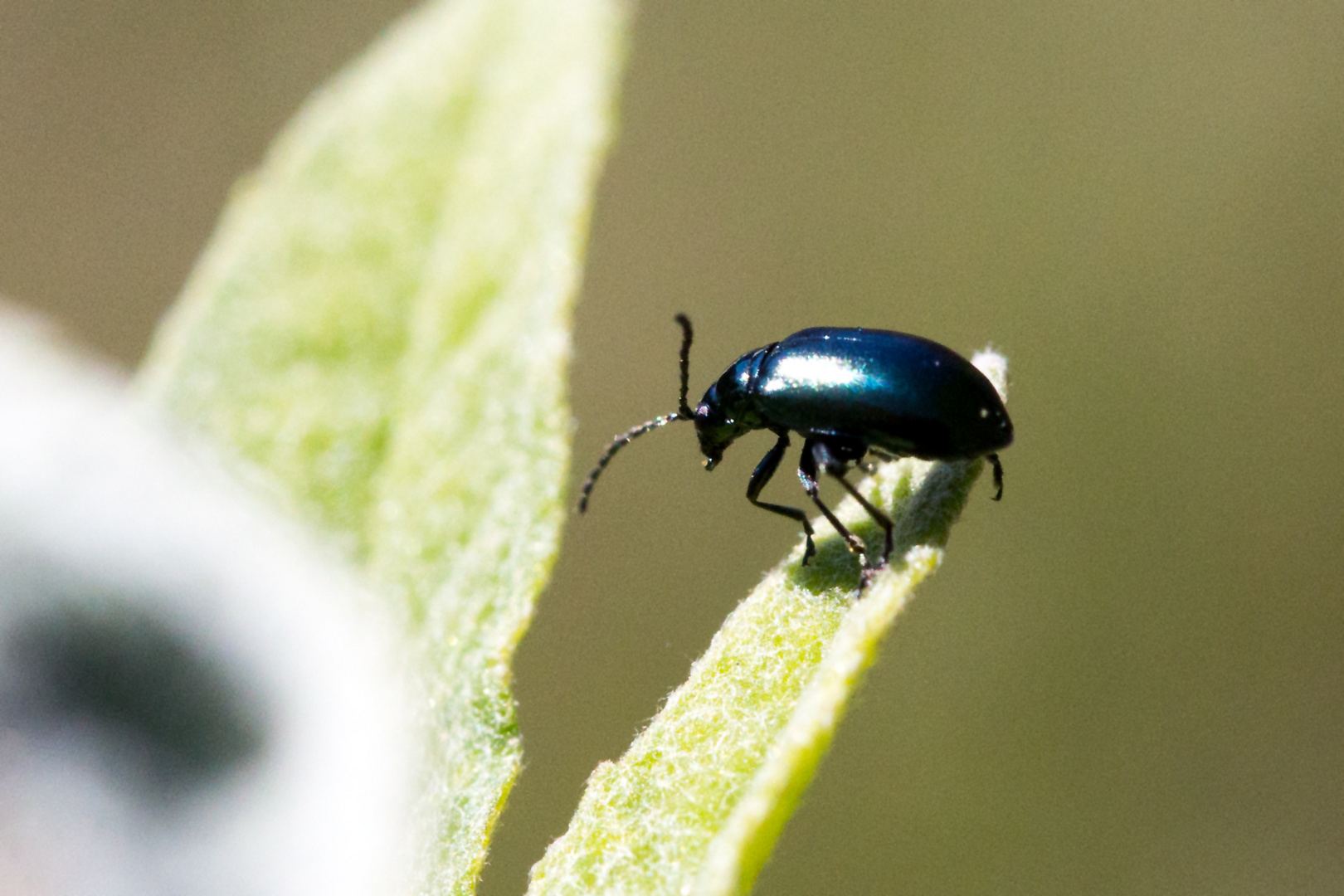 Käfer auf Sommerflieder