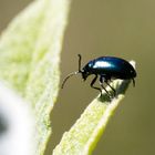 Käfer auf Sommerflieder