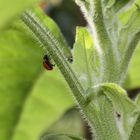 Käfer auf Sonnblume