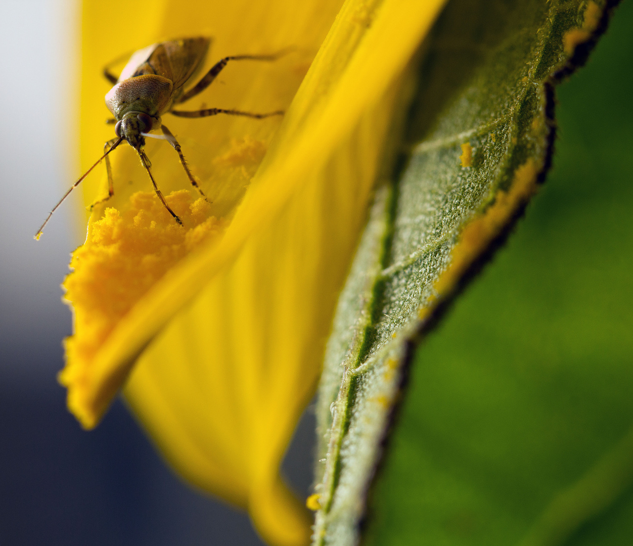 Käfer auf Sonnenblume