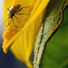 Käfer auf Sonnenblume