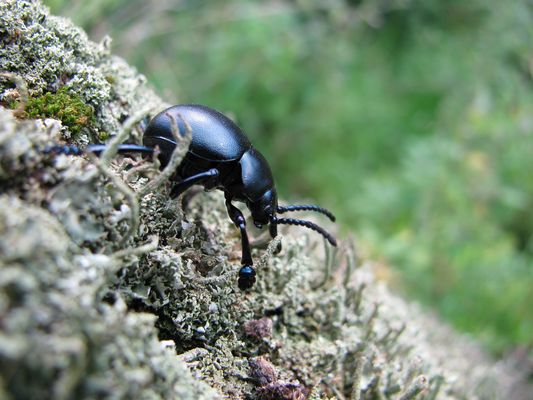 Käfer auf Trichterflechte