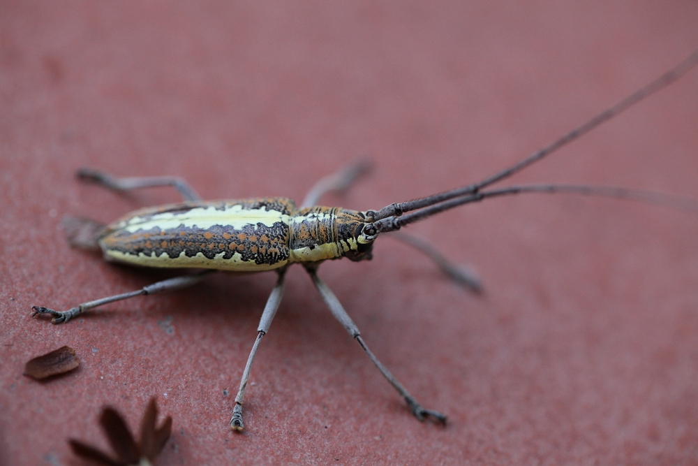 Käfer auf Trinidad