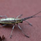 Käfer auf Trinidad