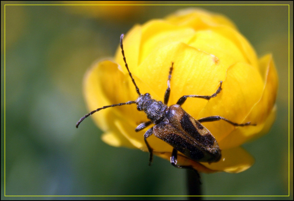 Käfer auf Trollblume