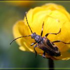 Käfer auf Trollblume