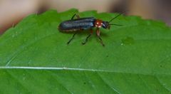 Käfer auf Wanderschaft