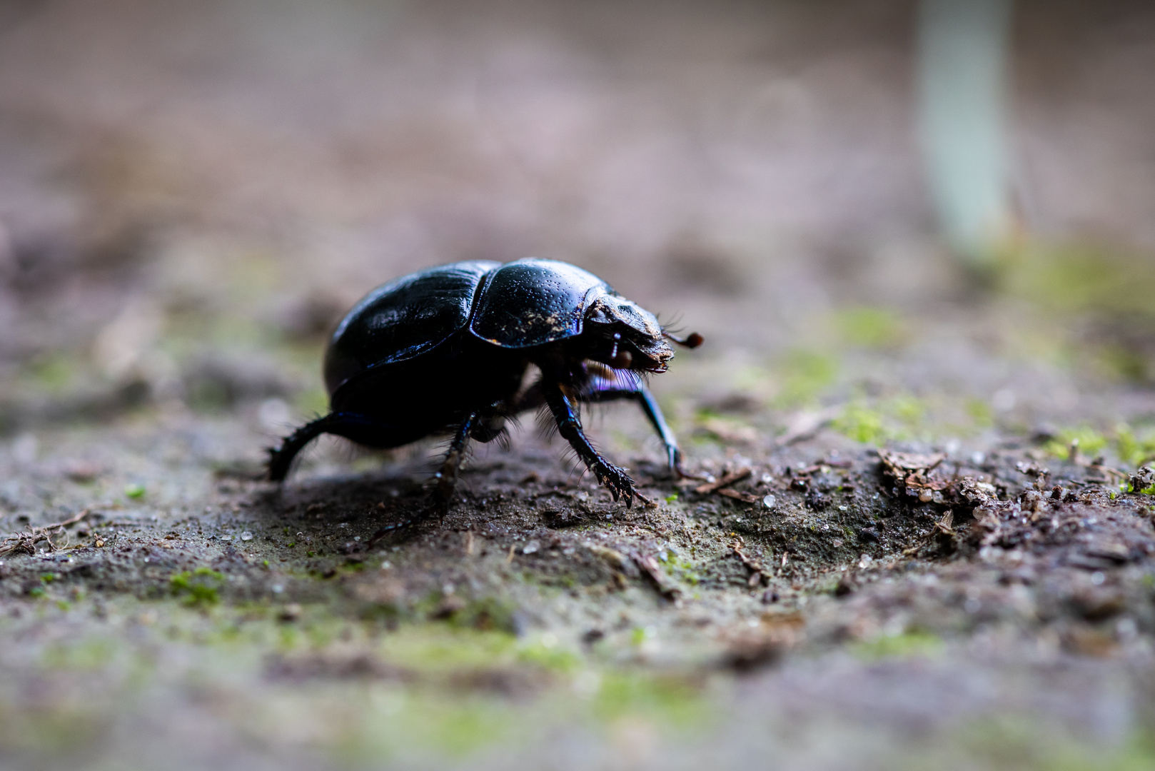 Käfer auf Wanderschaft