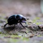 Käfer auf Wanderschaft