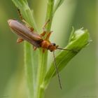 Käfer auf Wanderung