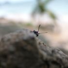 Käfer auf Waya Lailai Yasawa Islands Fiji