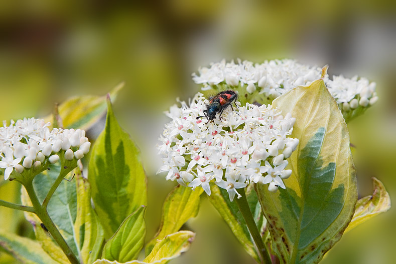 Käfer auf Weissem Hartriegel