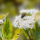 Käfer auf Weissem Hartriegel