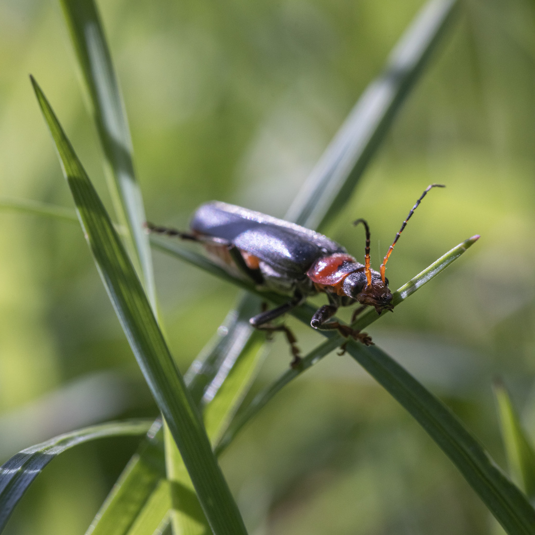 Käfer auf Wiese