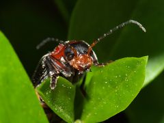 Käfer aus dem Garten