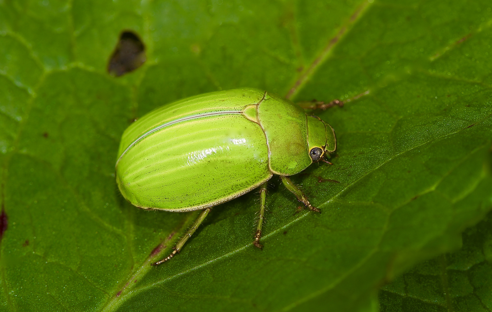 Käfer aus dem Nebelwald von Kolumbien