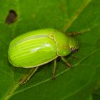 Käfer aus dem Nebelwald von Kolumbien