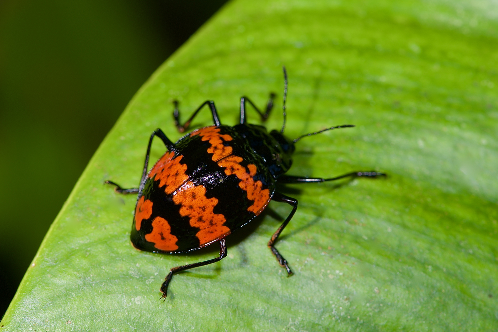 Käfer aus dem Tieflandregenwald von Kolumbien