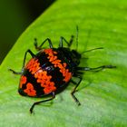 Käfer aus dem Tieflandregenwald von Kolumbien