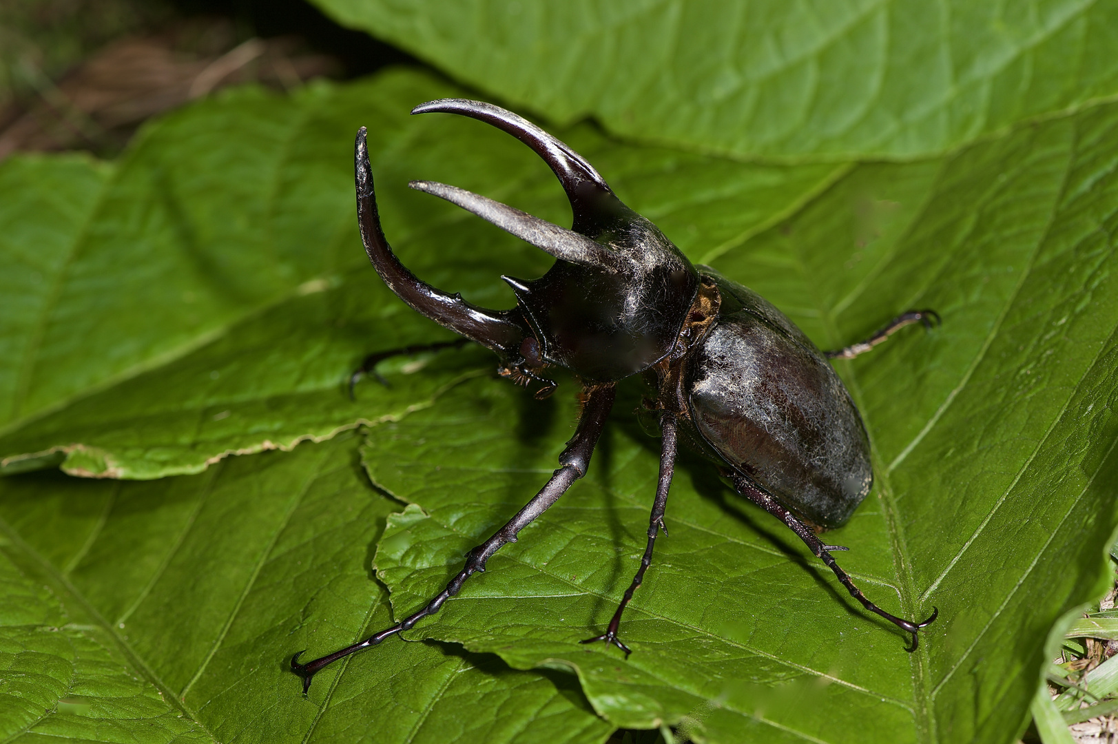 Käfer aus dem tropischen Regenwald von Borneo