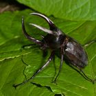 Käfer aus dem tropischen Regenwald von Borneo