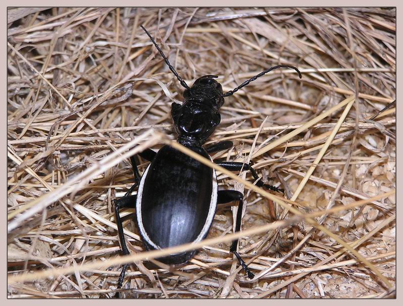 Käfer aus den Tropen