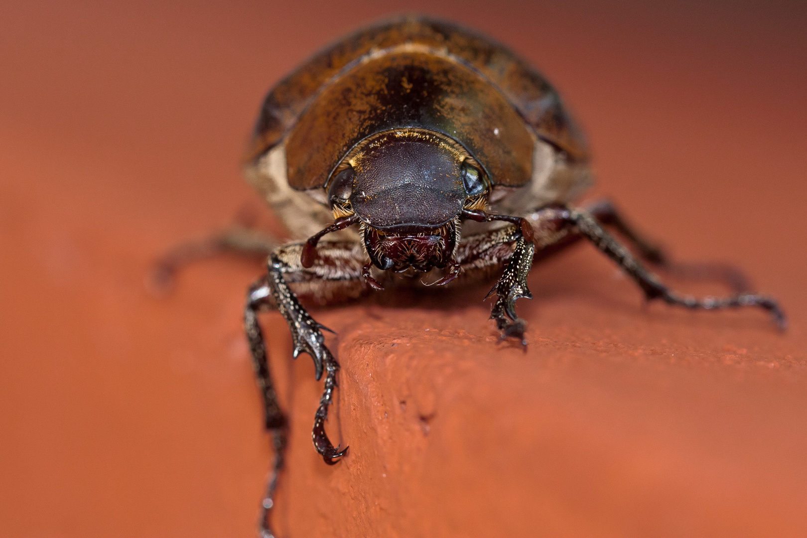 Käfer aus Südthailand