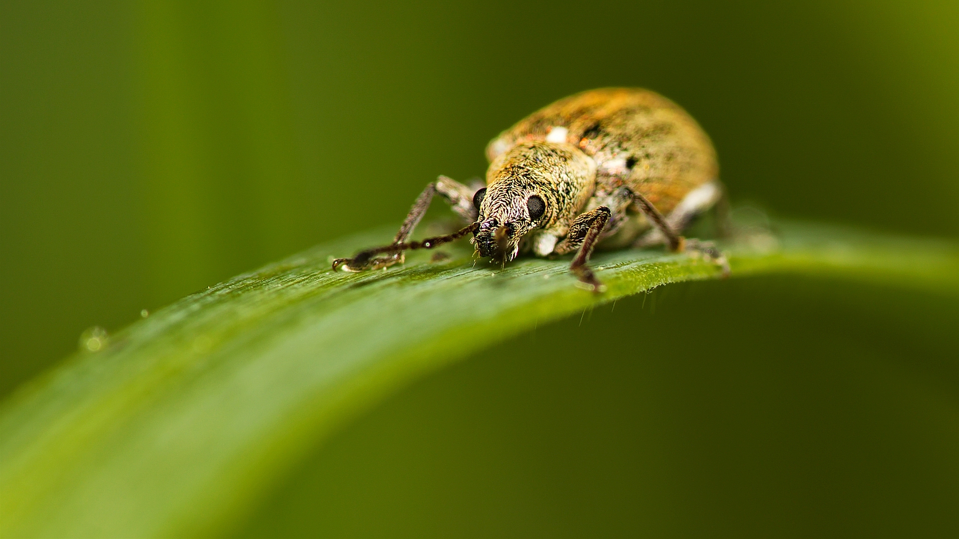 Käfer