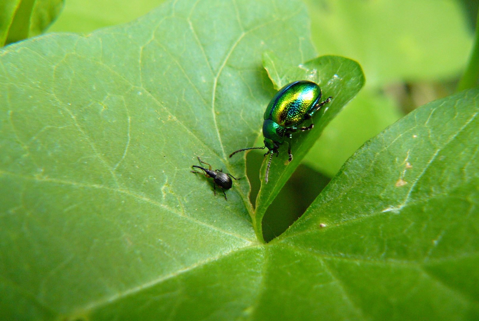 Käfer