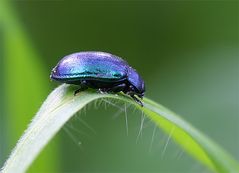 Käfer, Baujahr 2004, metallicblau ...