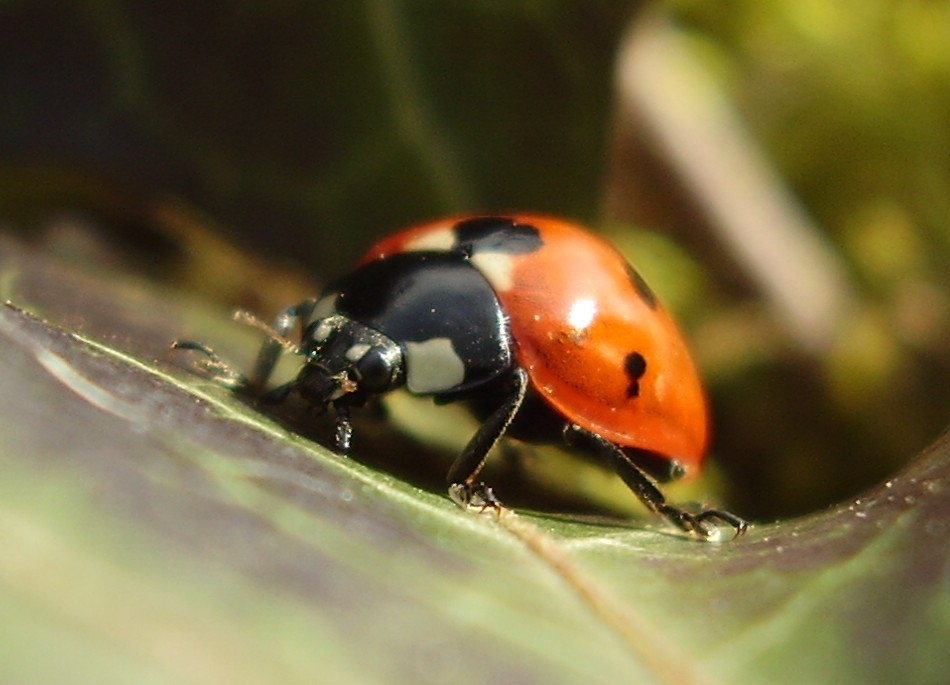 Käfer