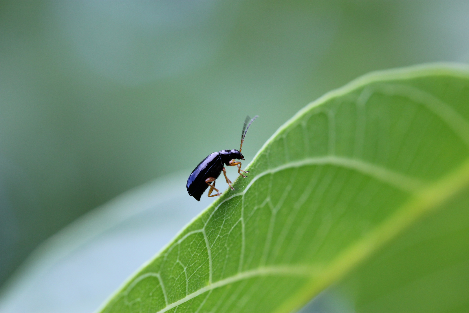 Käfer