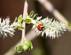 Käfer bea