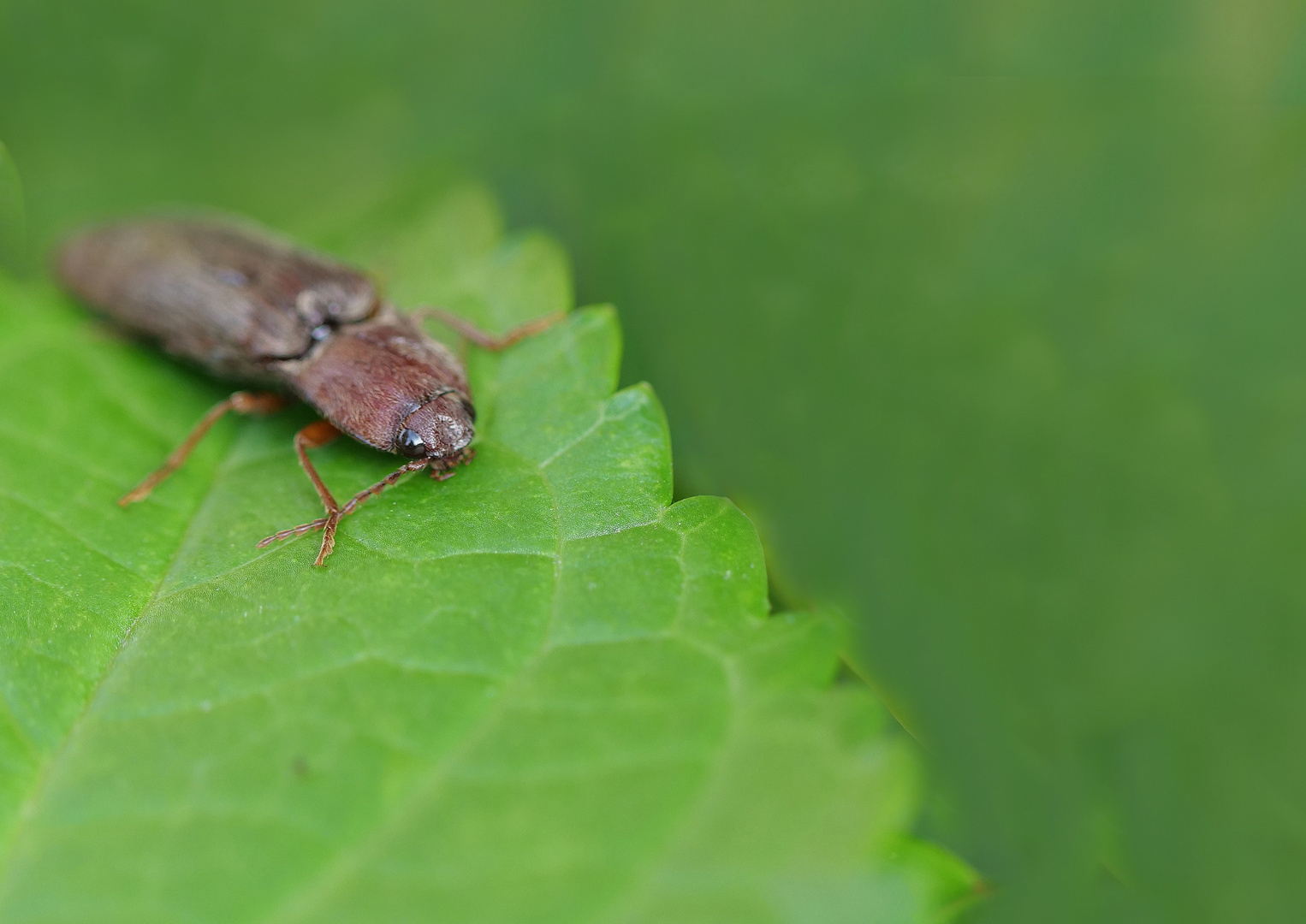 Käfer