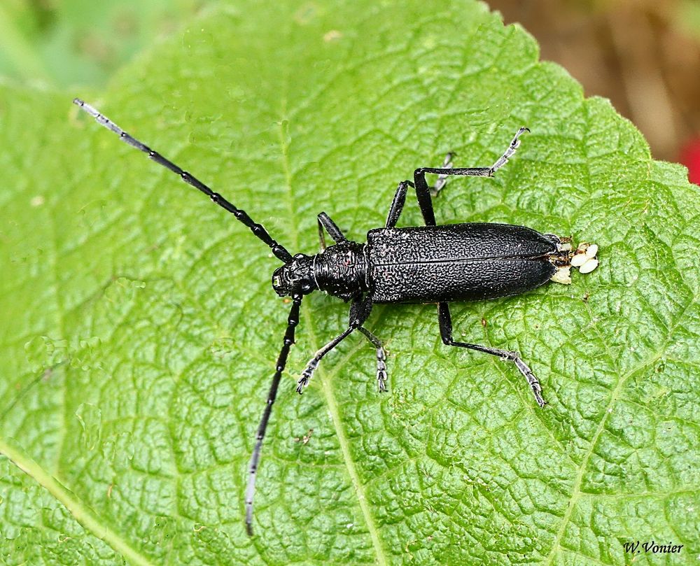 Käfer bei der Eiablage